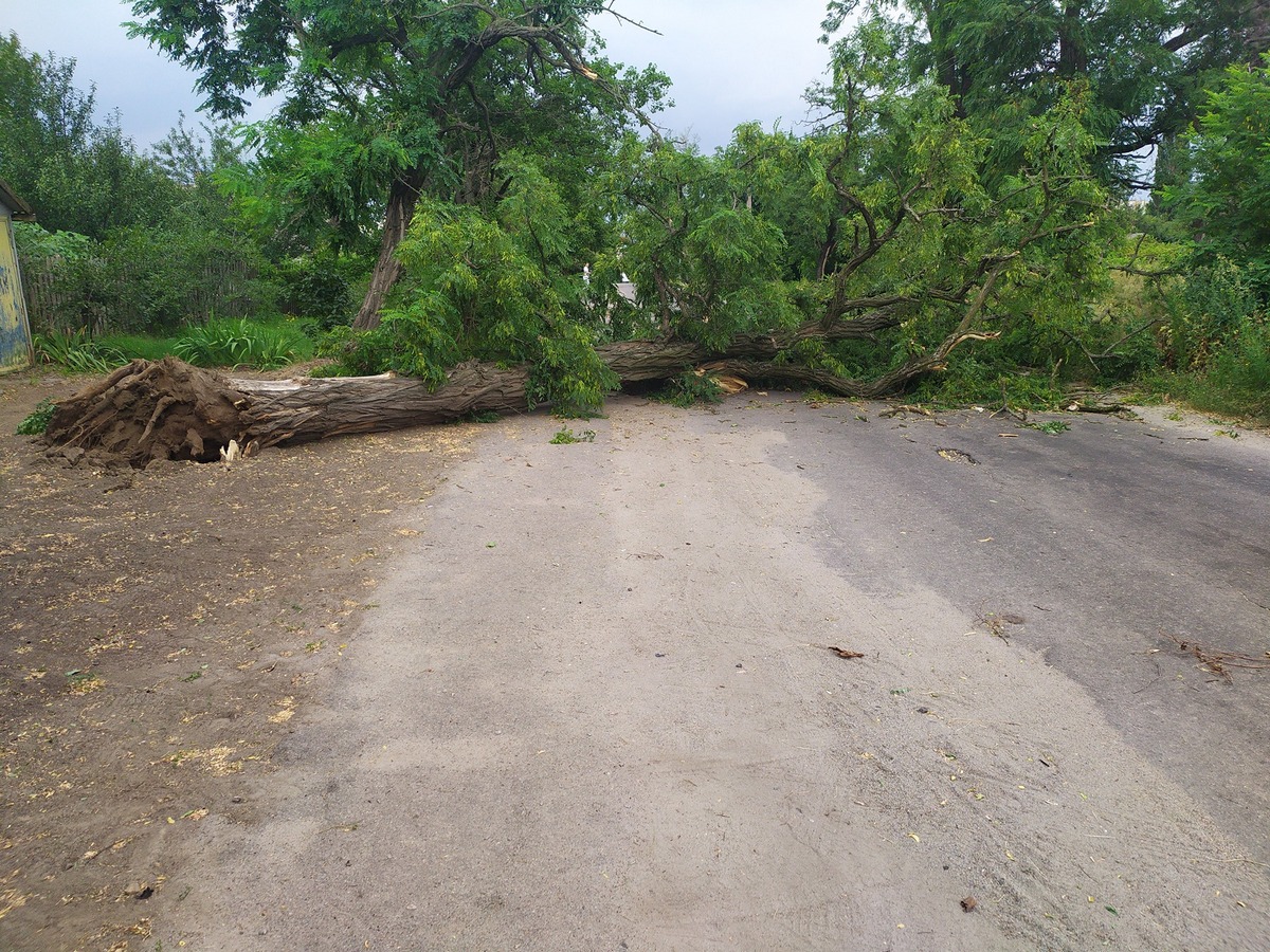 Массивное дерево упало на проезжую часть 