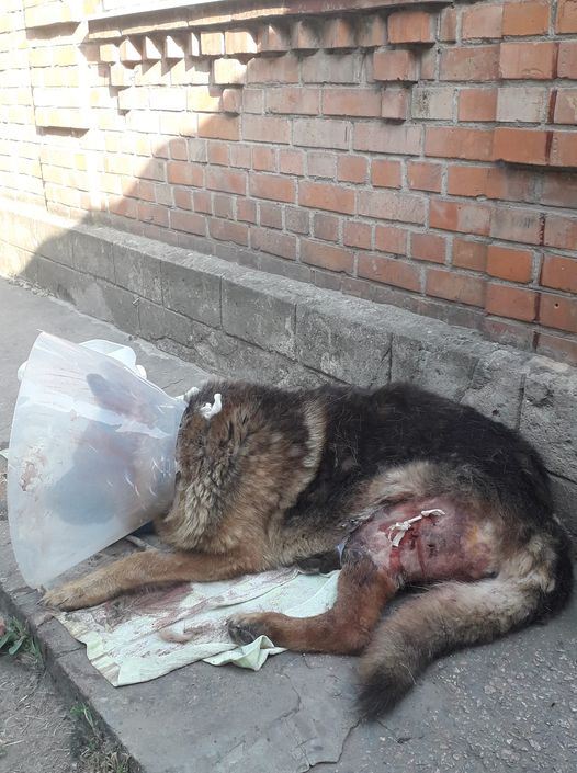 В Никополе подстрелили домашнюю собаку