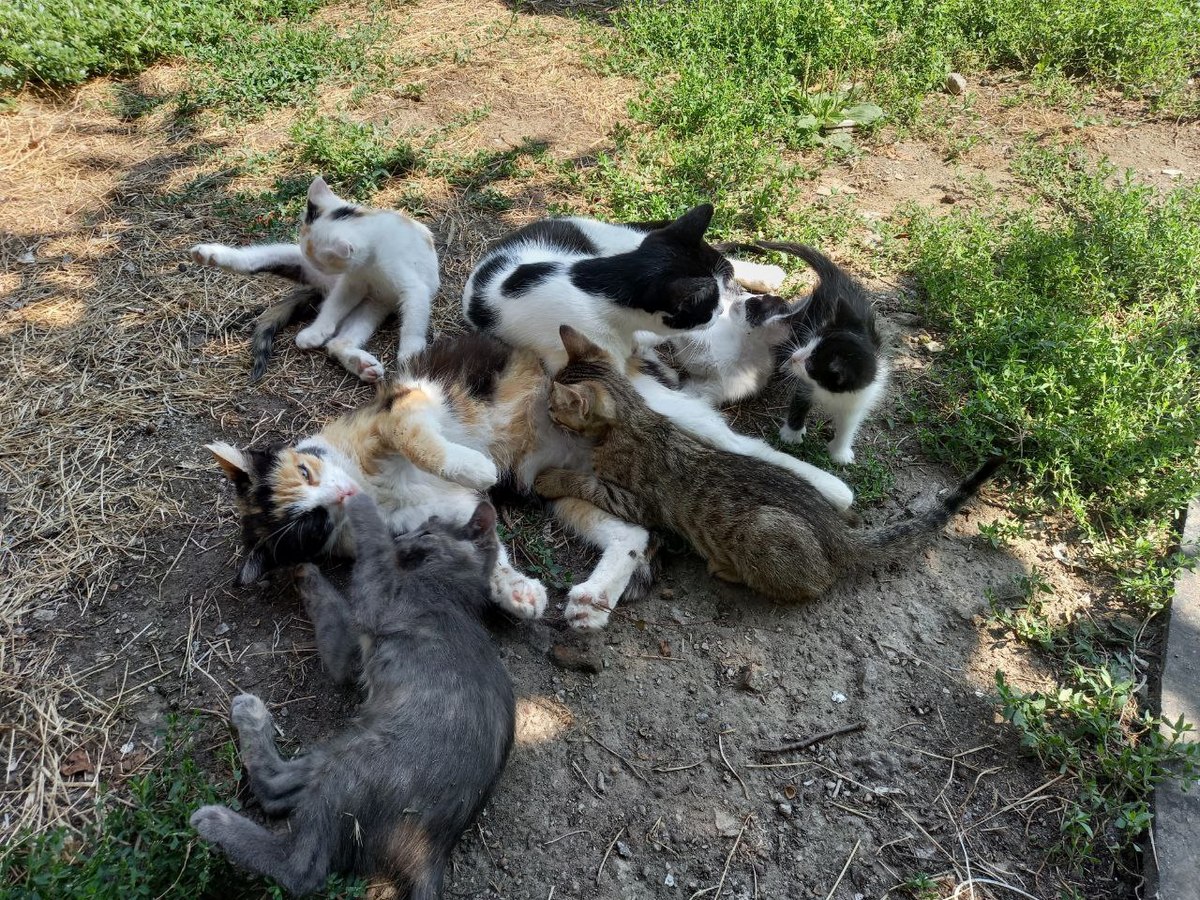 Большая кошачья семья 