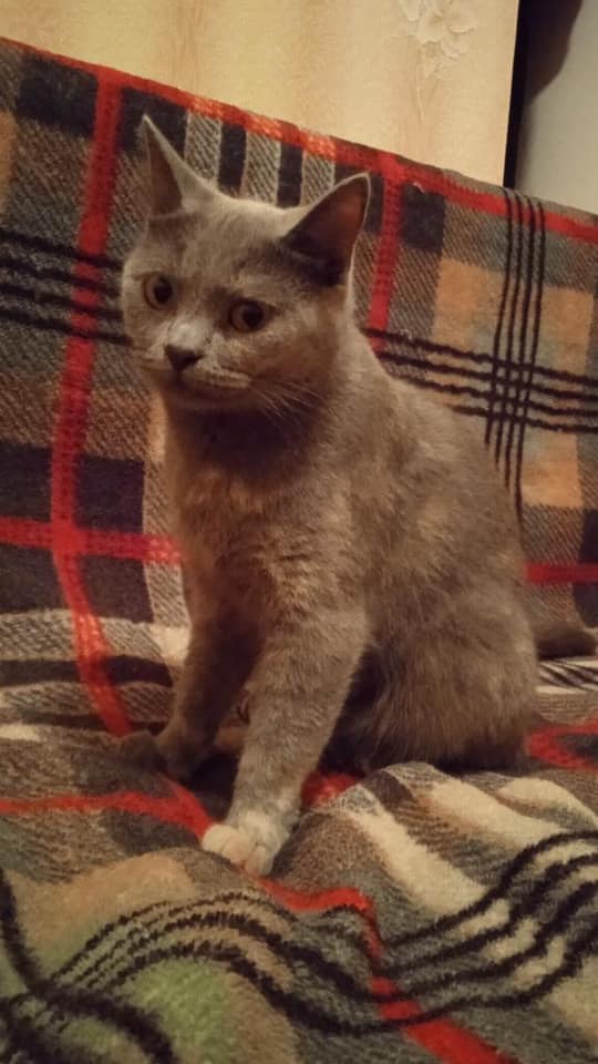 Породистая кошечка 
