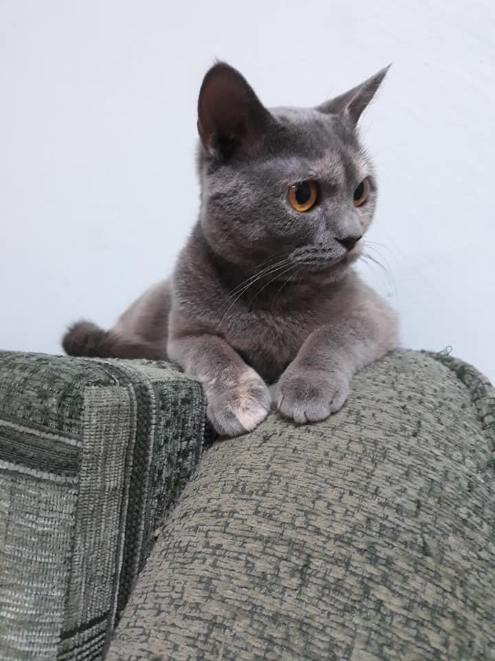 В Никополе британская кошка-метис ищет себе дом