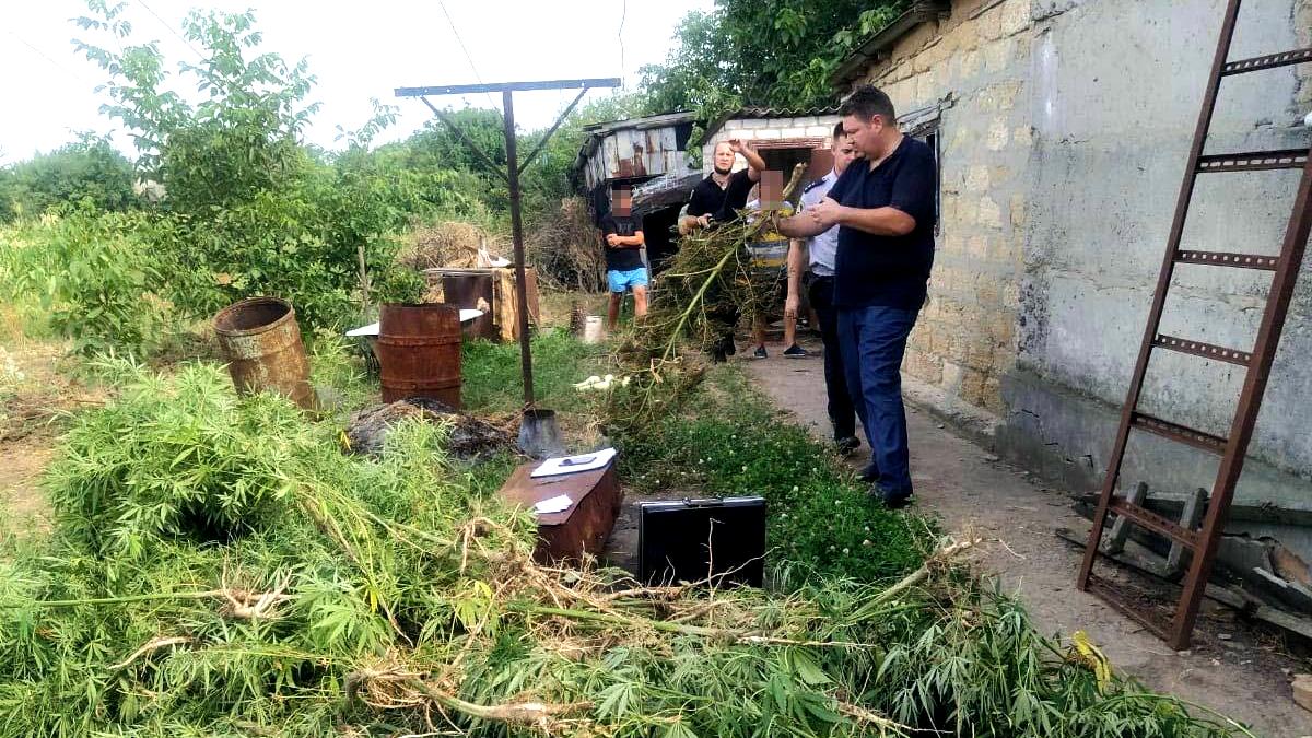 Под Никополем 28-летний мужчина на приусадебном участке выращивал коноплю |  Інформатор Нікополь