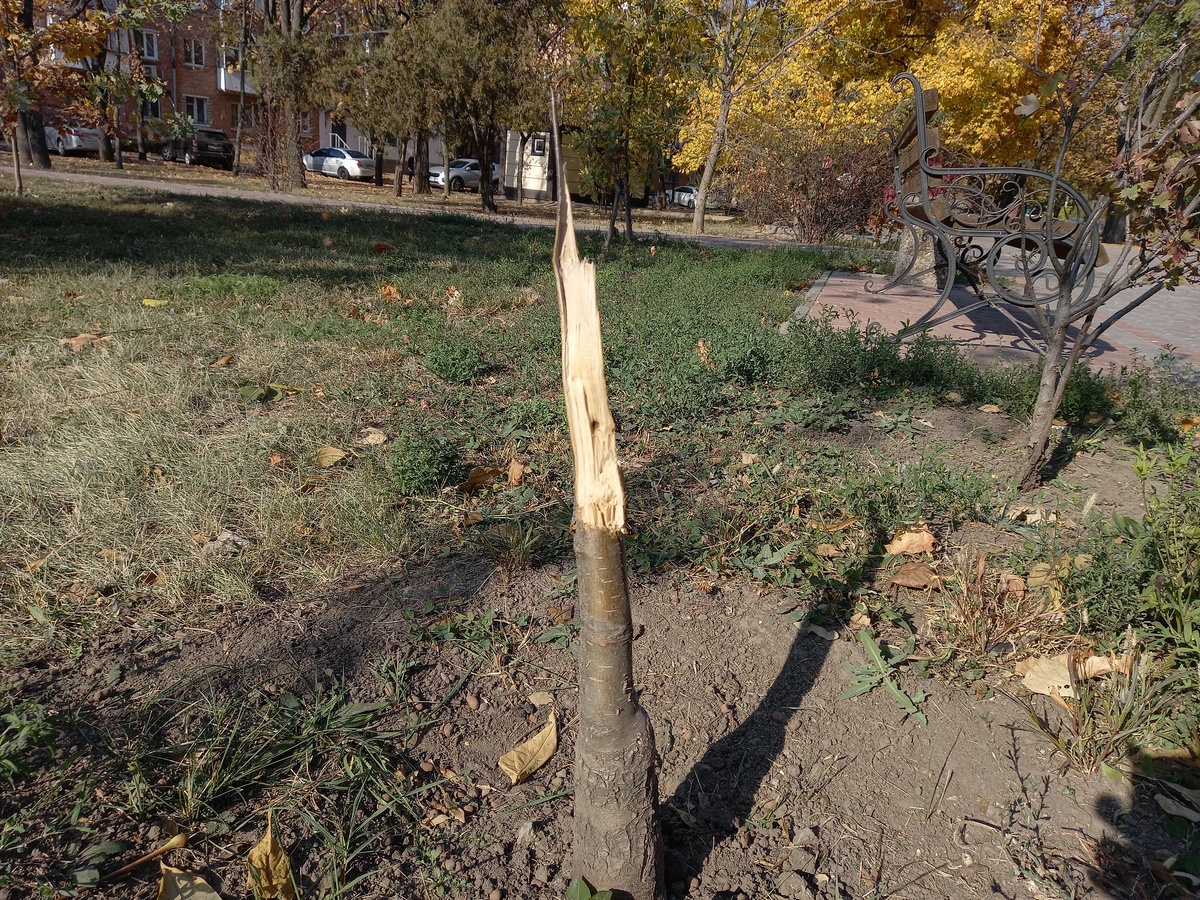 В Никополе в сквере за танком неизвестные сломали молодые деревья