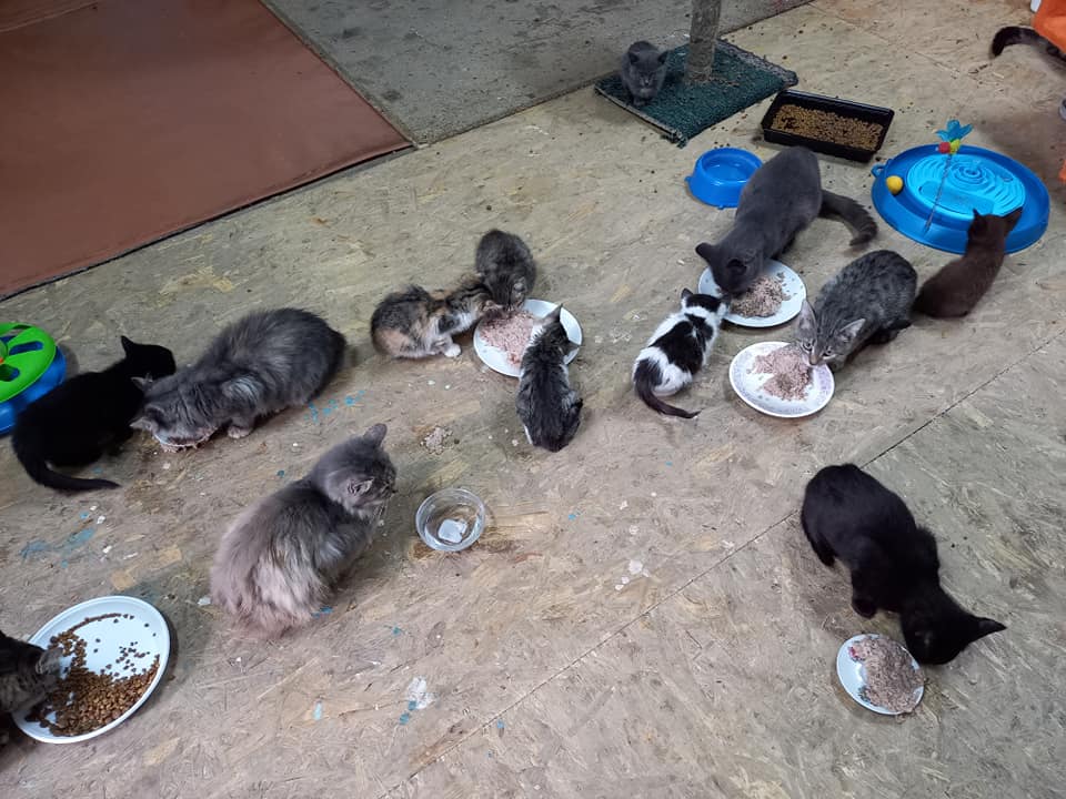 "Кошкин дом" приютил около 50 бездомных животных