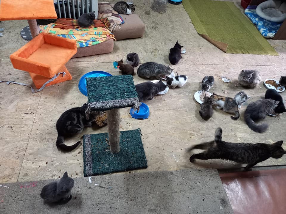 "Кошкин дом" приютил около 50 бездомных животных