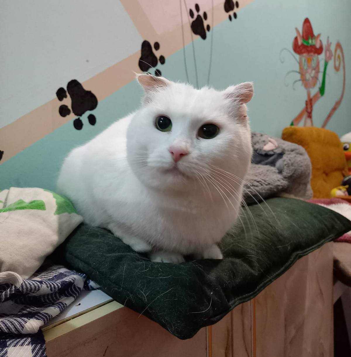 В Никополе белоснежная кошка ищет новы дом 