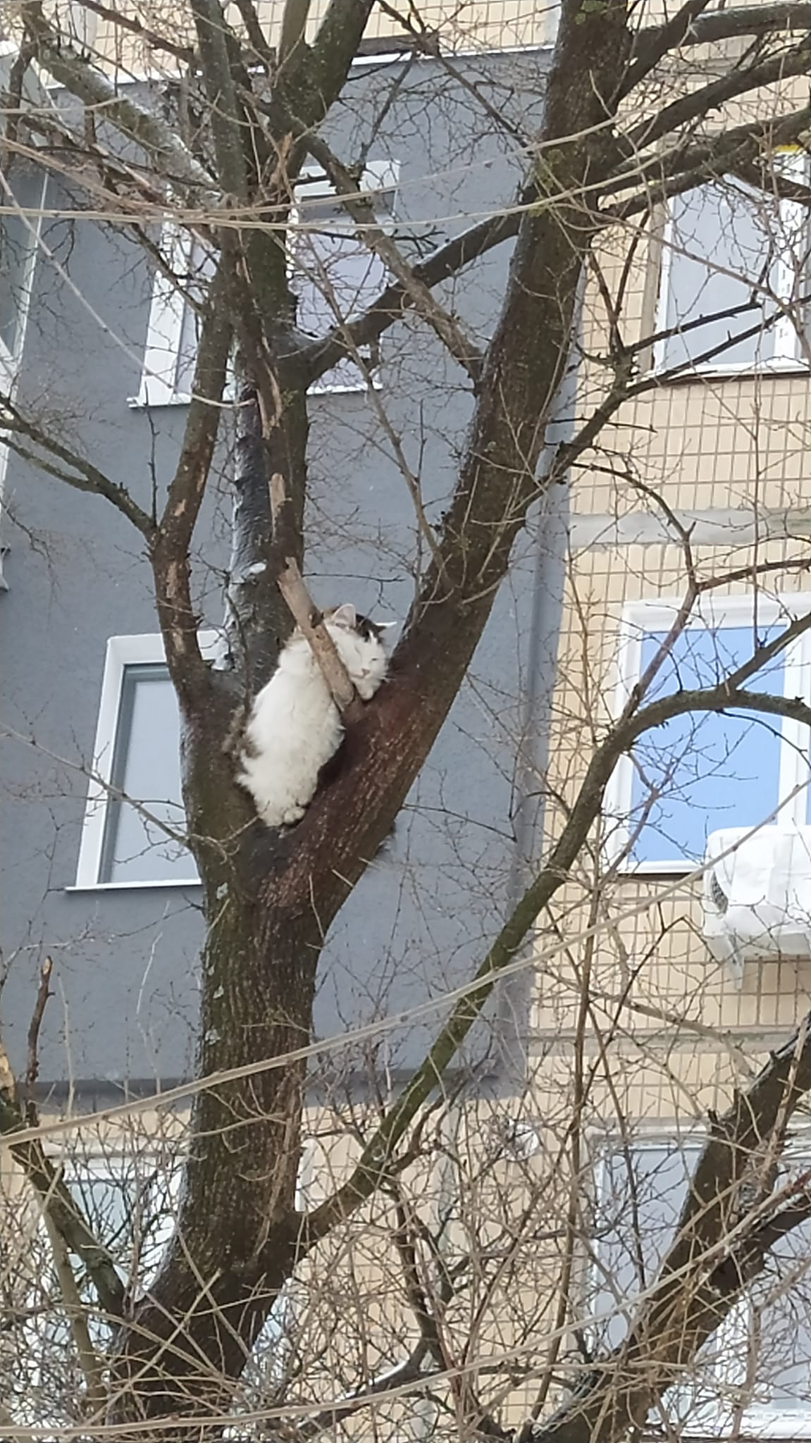 В Никополе спасли кота, который трое суток просидел на дереве 
