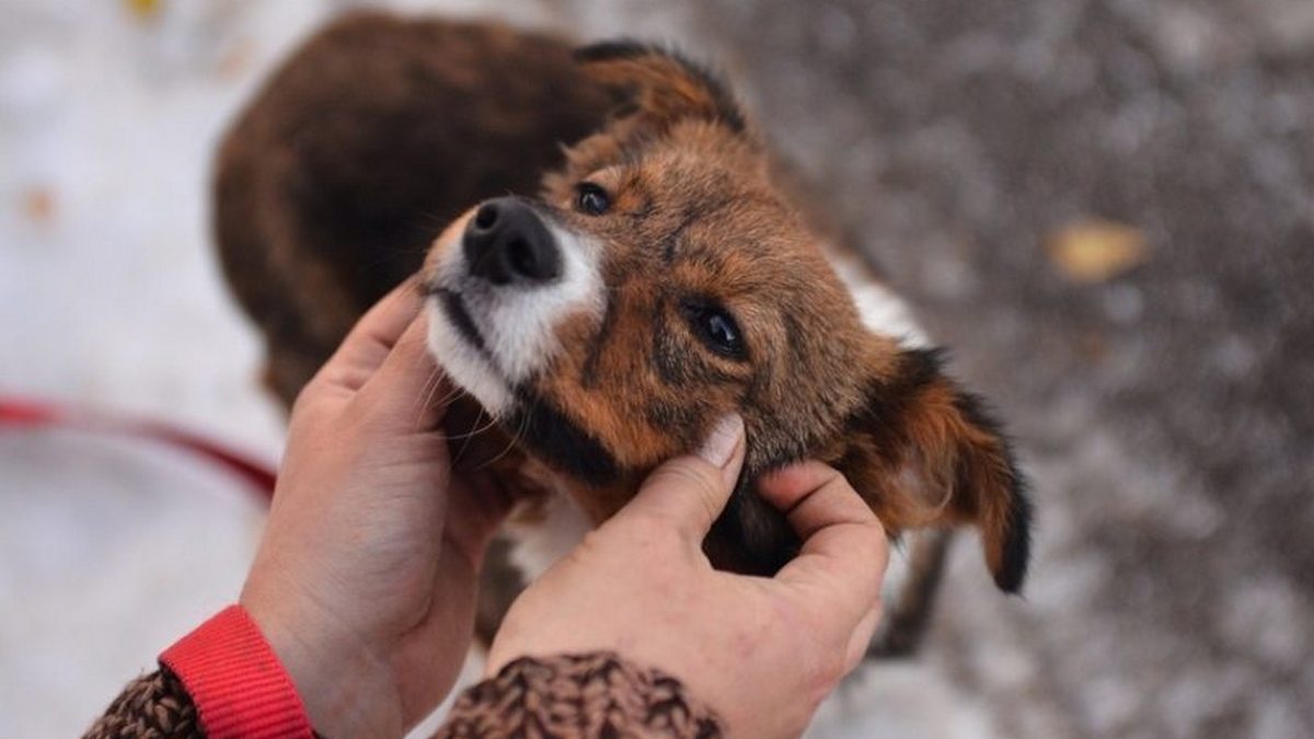 У Нікополі знайшли нові родини для 22 безпритульних собак