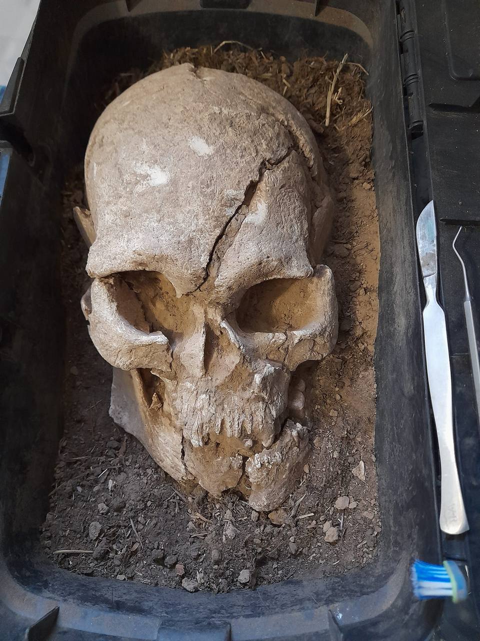На Мамай-Горе археологи нашли череп возрастом 7 тысяч лет