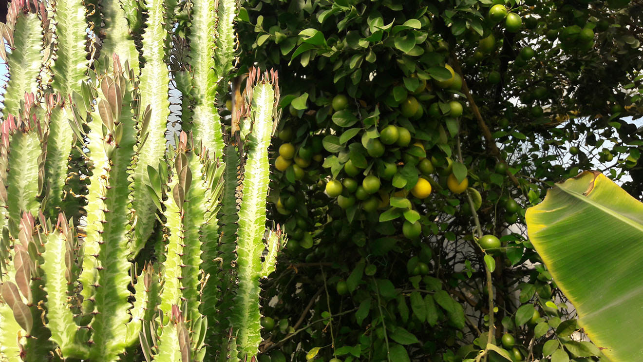 Уроженец Никополя в теплицах выращивает экзотические фрукты 
