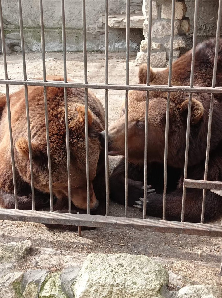 Обитатели центра реабилитации хищных животных в Васильевке 