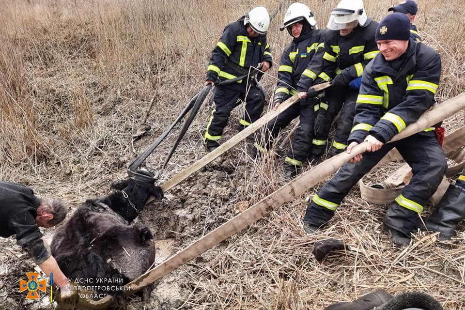 В Никопольском районе спасатели освободили из ловушки корову
