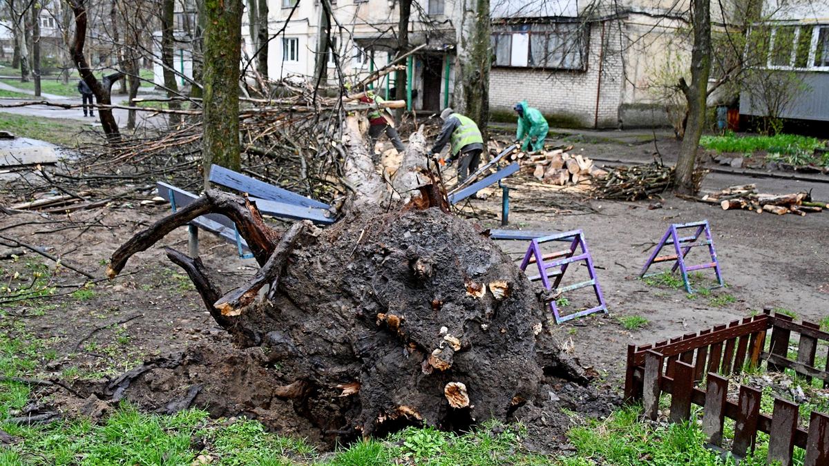 В Никополе из-за сильного ветра старый тополь упал вблизи жилого дома |  Інформатор Нікополь