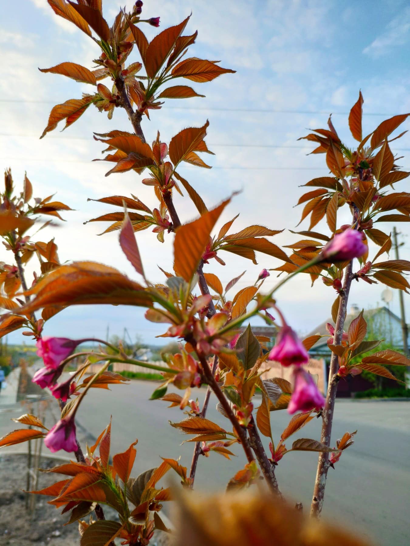 У Марганці цвітуть дерева сакури