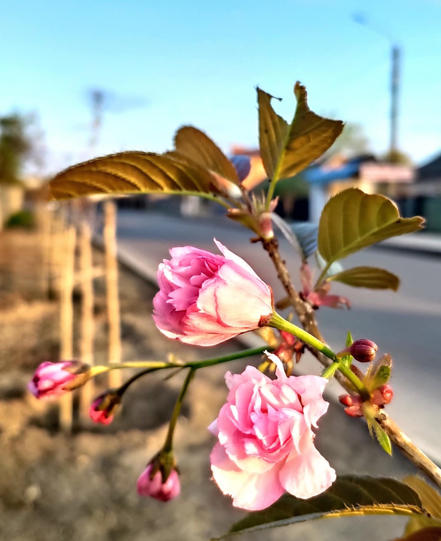 У Марганці цвітуть дерева сакури
