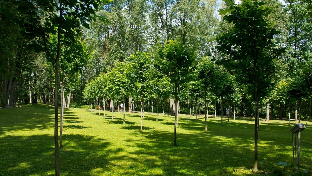 З початку року у Дніпровській області висадили 1 мільйон дерев
