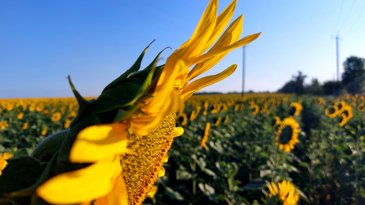 Соняшники – одні з найбільш впізнаваних квітів