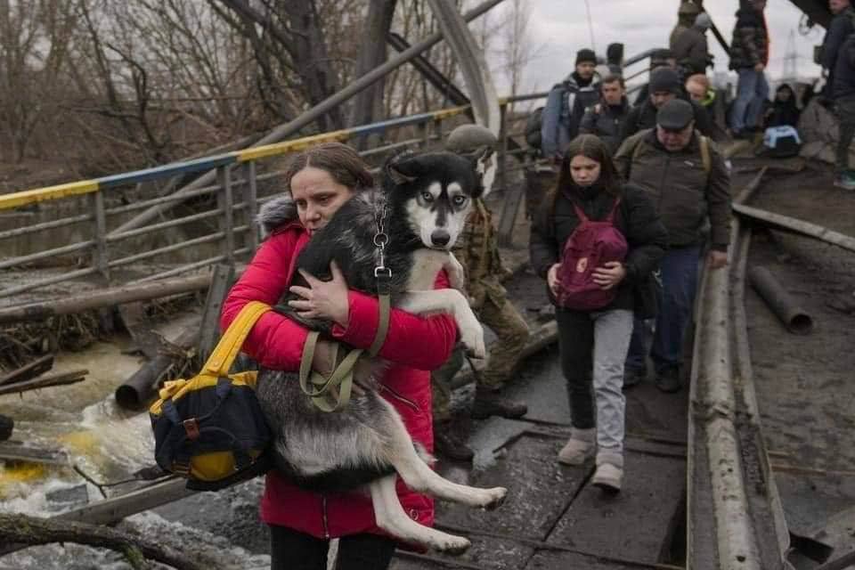 Потягами "Укрзалізниці" евакуйовано понад 100 тисяч тварин