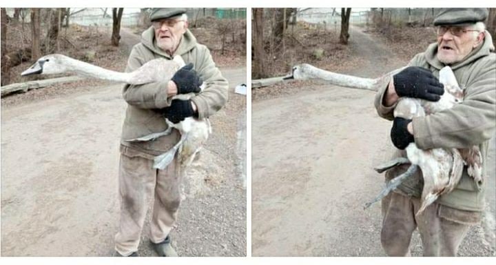 На Дніпропетровщині пенсіонер врятував лебедя, який потрапив у крижаний полон