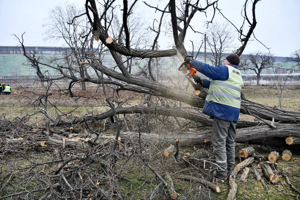 Працівники обрізають парость і зносять аварійні дерева
