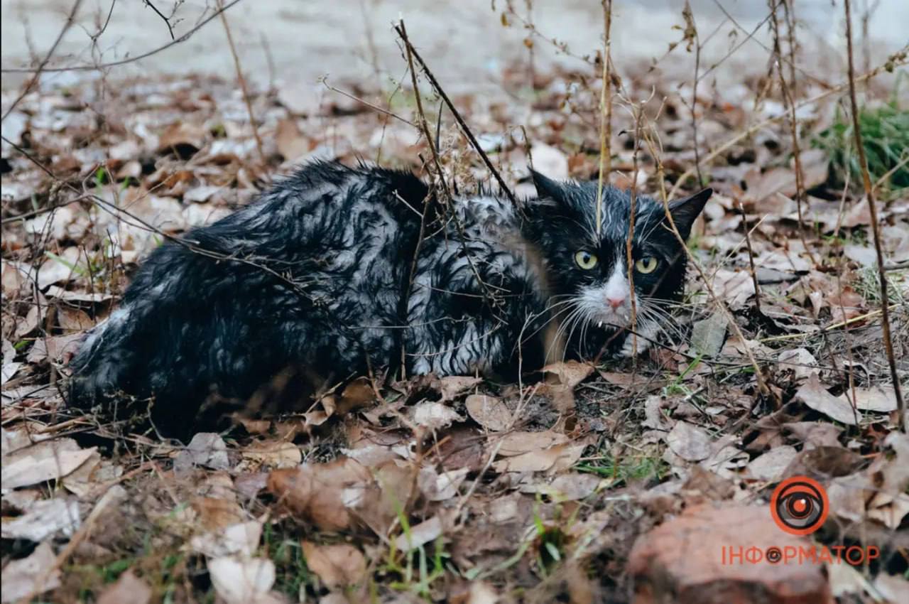 Вогнеборці Дніпропетровщині на пожежі врятували двох котиків 