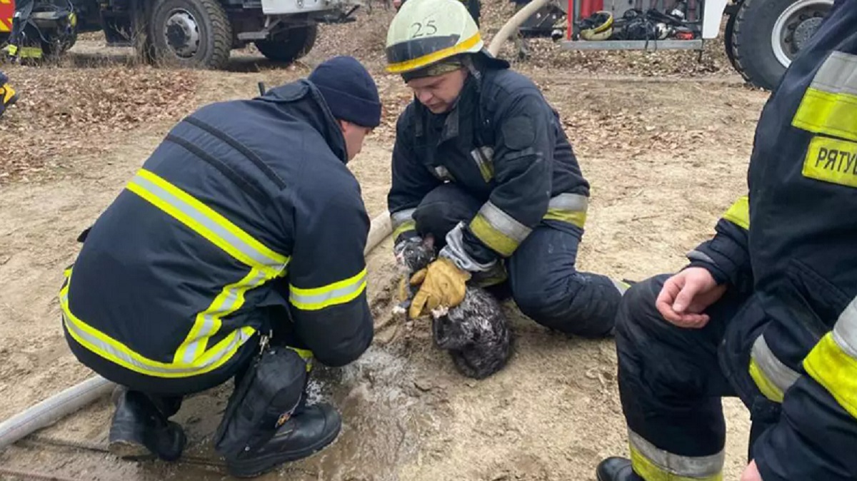 В Дніпропетровській області на пожежі врятували двох котиків