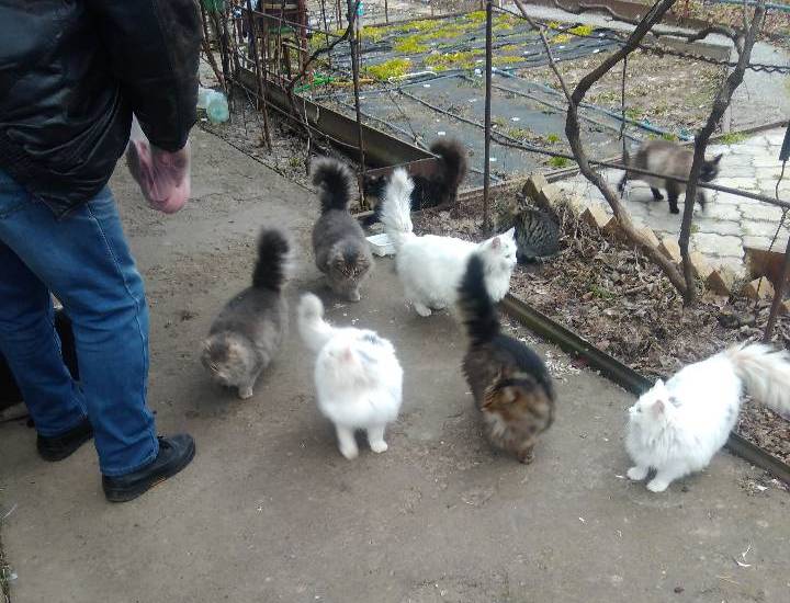 Dozens of cats in Nikopol suffer from hunger