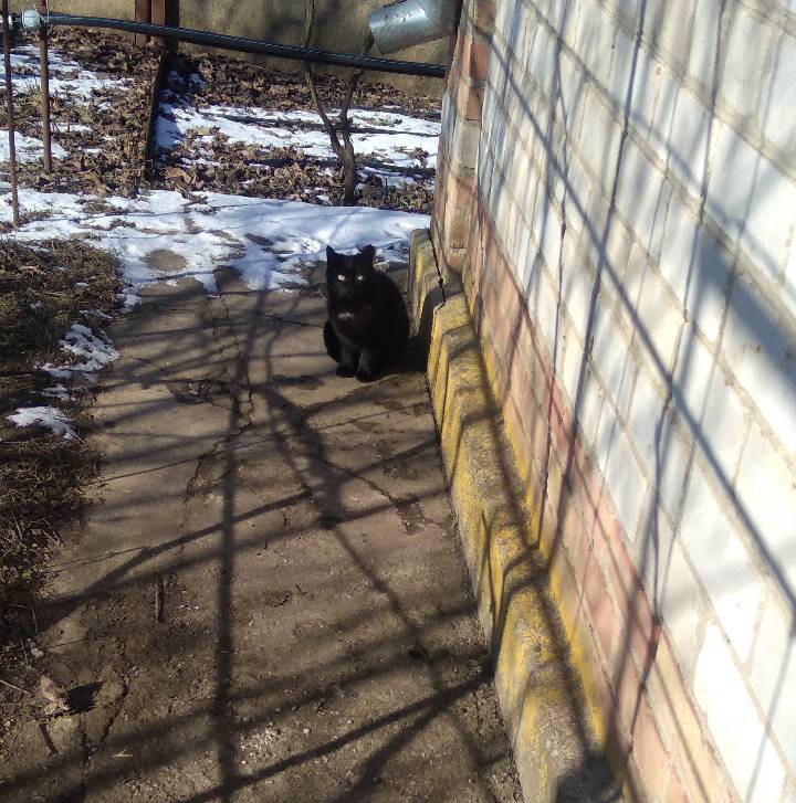 Dozens of cats in Nikopol suffer from hunger