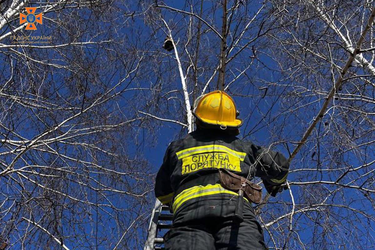 На Дніпропетровщині рятувальники зняли пухнастика з дерева
