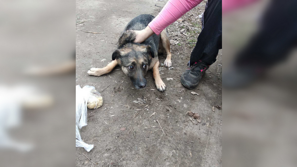 На Дніпропетровщині пес просидів у ямі п’ять днів 