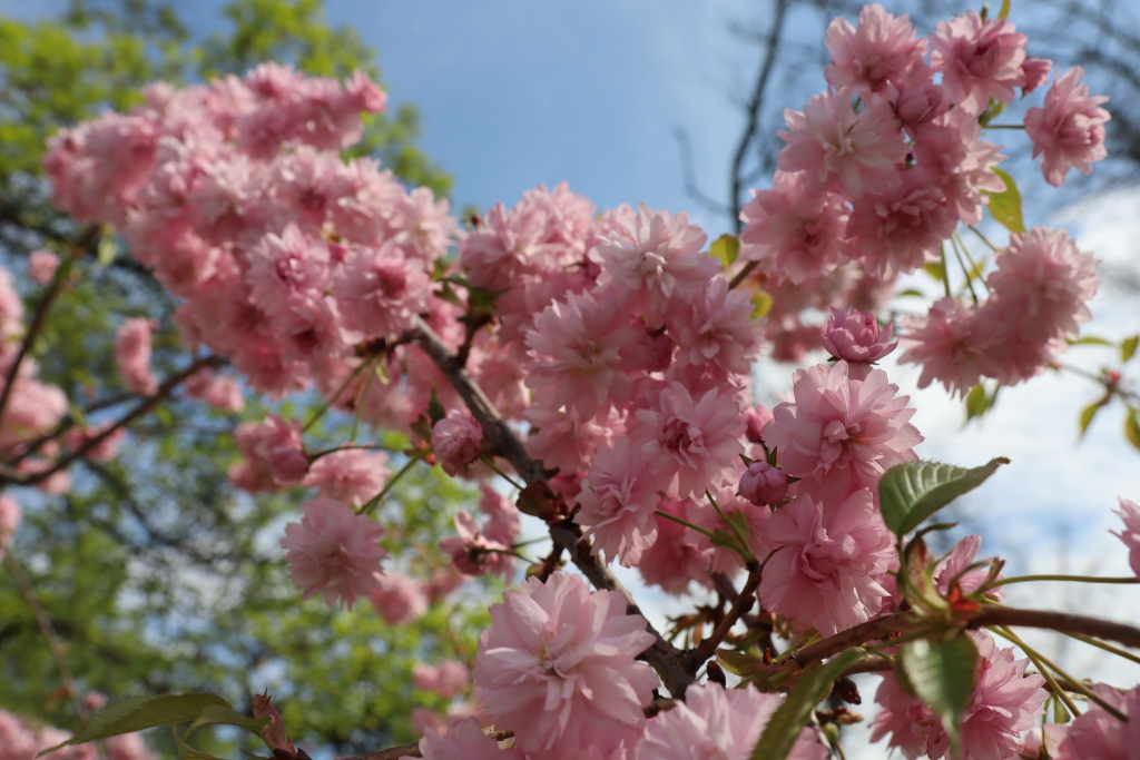 В Японії навіть існує ритуал «ханамі» — милування квітами сакури