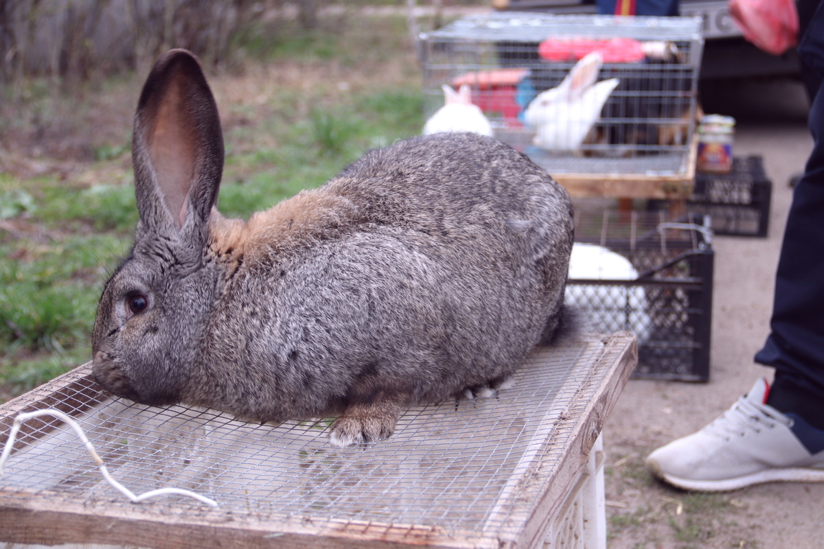 Фландры — потомки патагонских кроликов