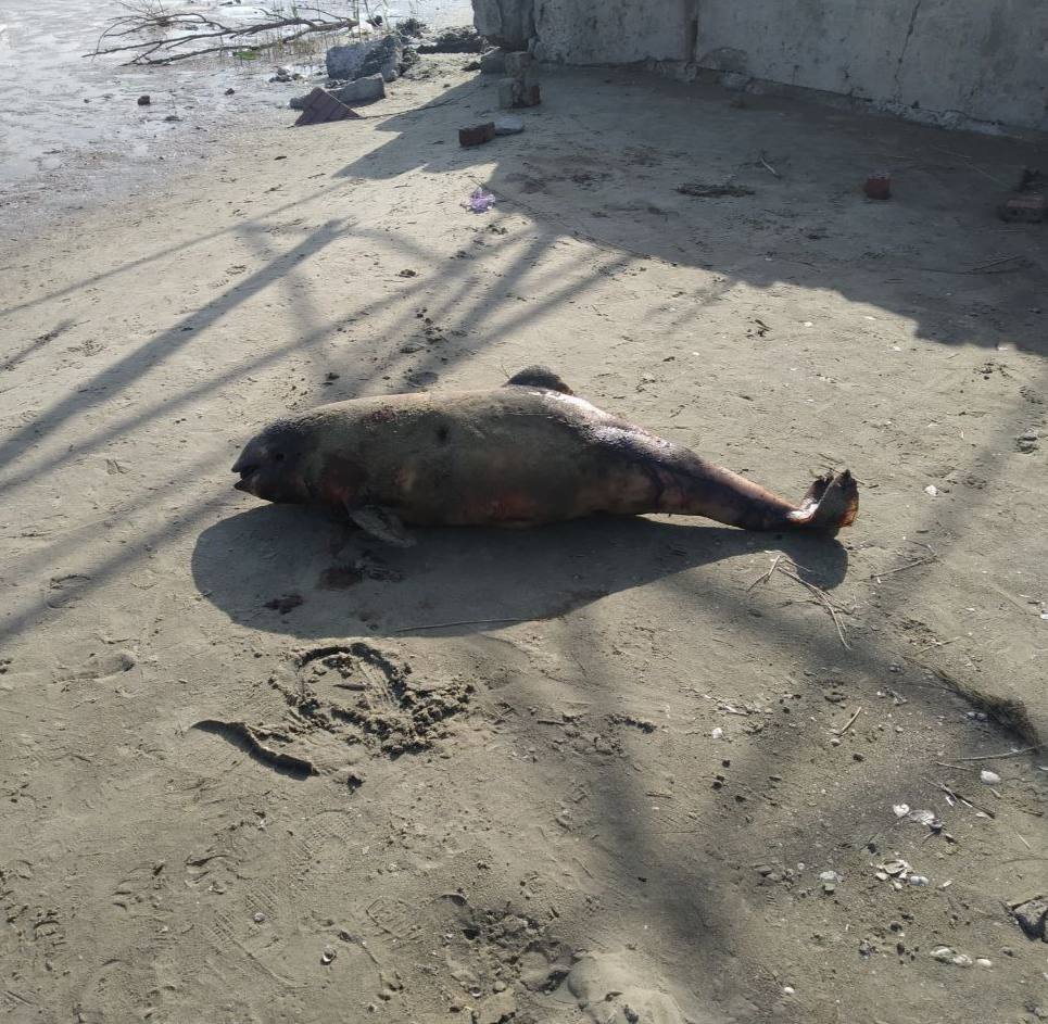  На берег Азовського моря викидає мертвих дельфінів