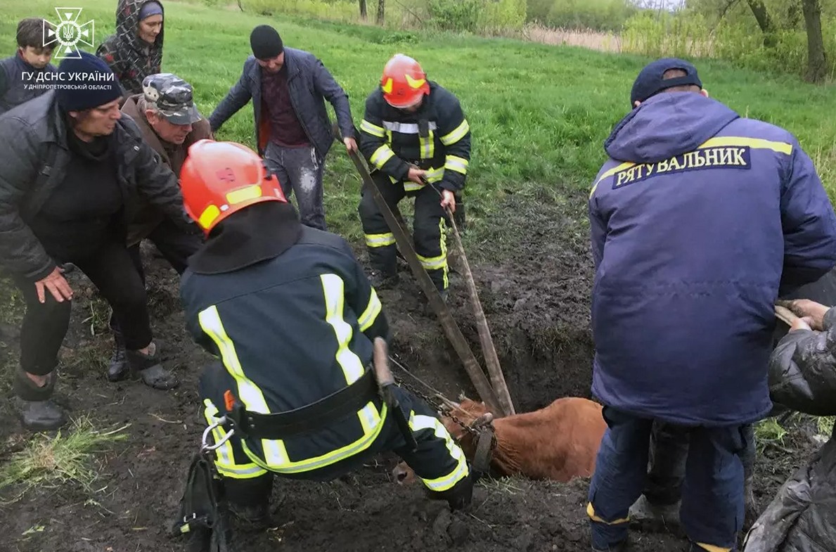 На Дніпропетровщині корова провалилась в яму з багнюкою 