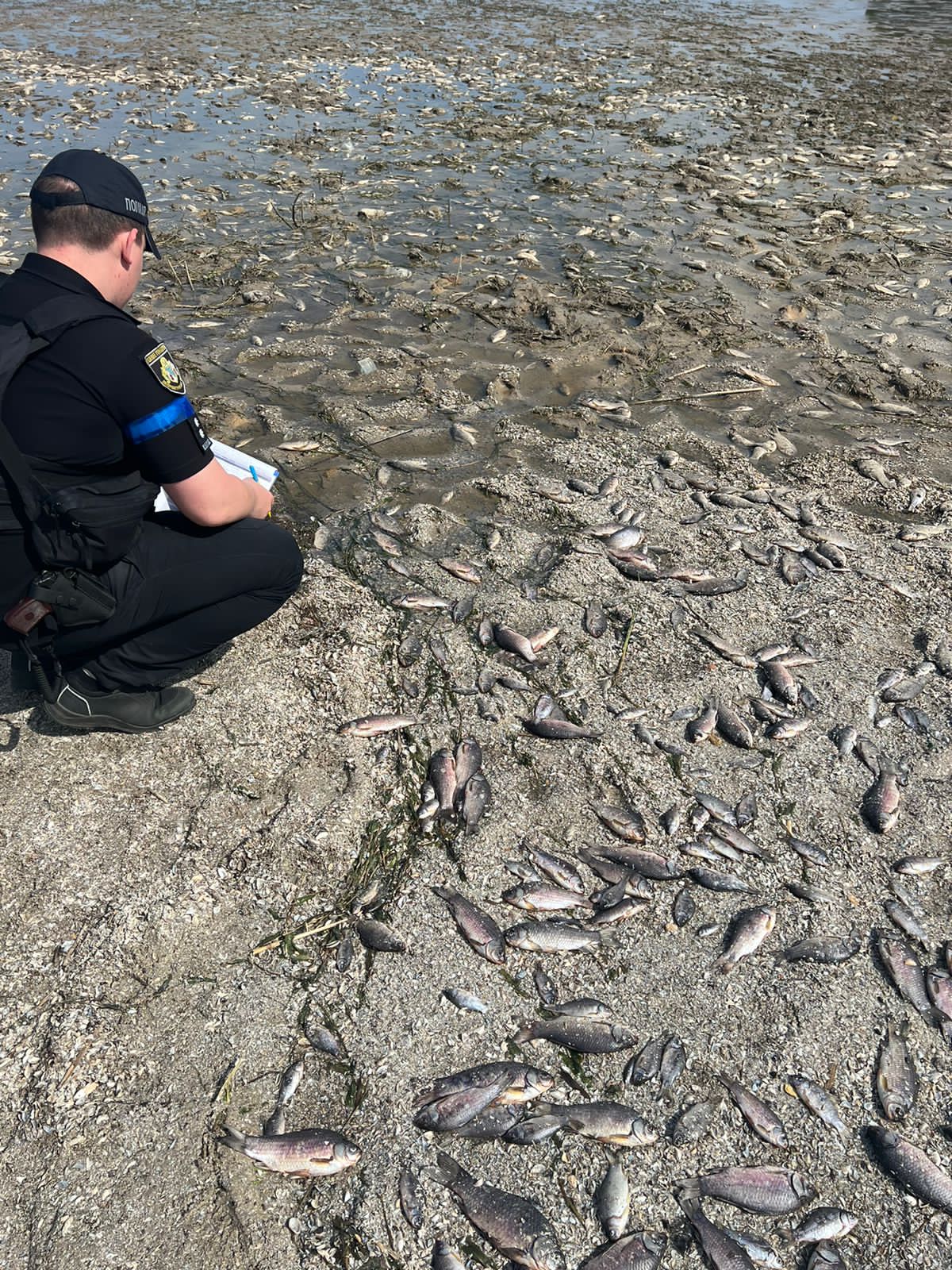 Масова загибель риби у Мар’янському