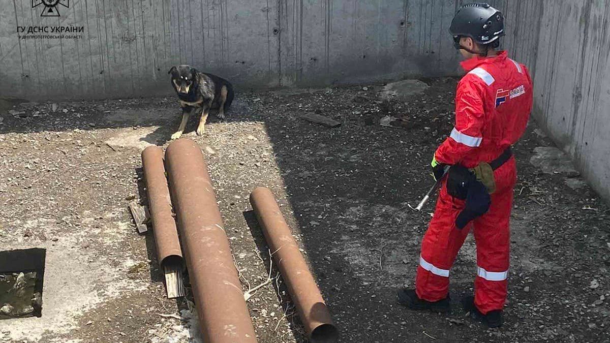 На Дніпропетровщині врятували собаку, який впав у котлован