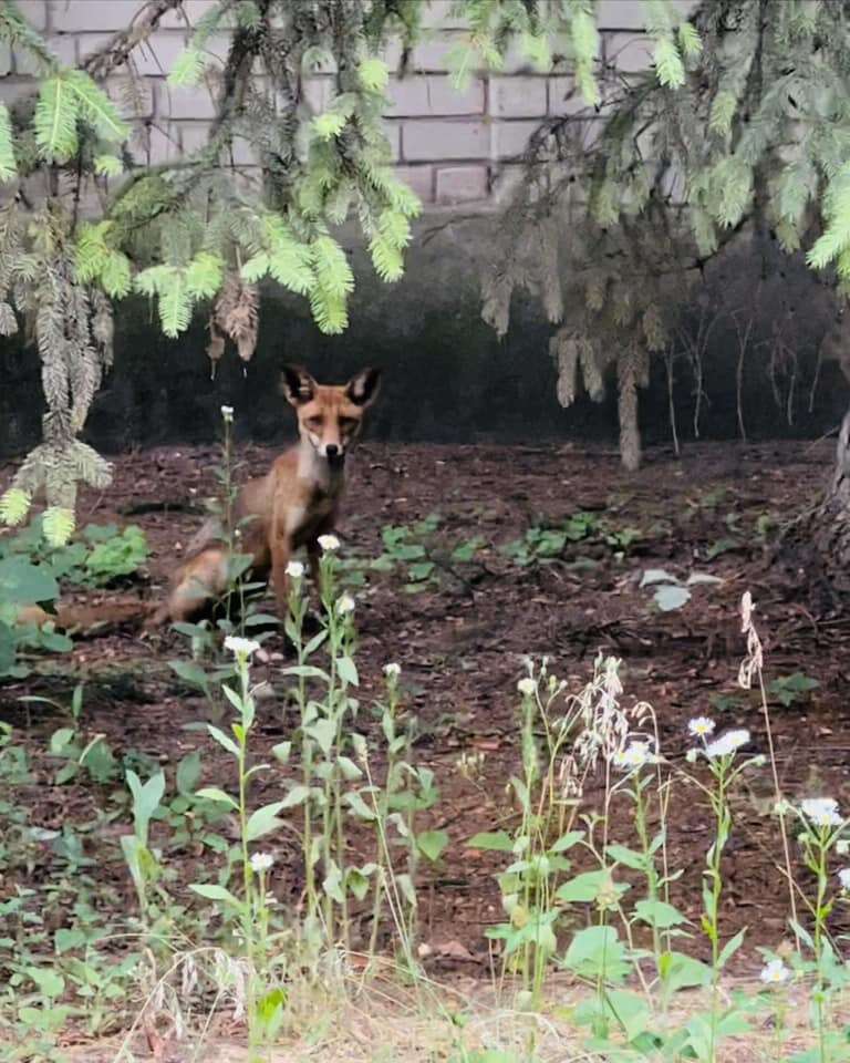 Лисиця у селищі Дослідне