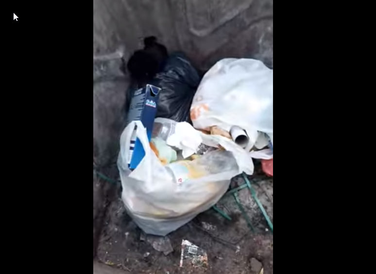У Нікополі в сміттєвому баку знайшли цуценя без очей