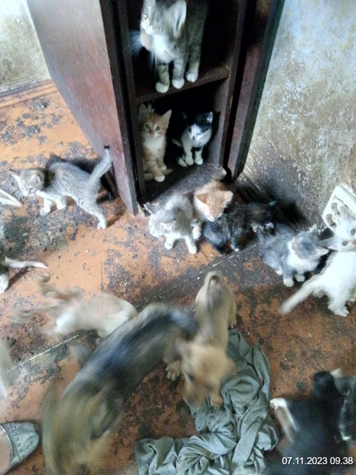 На Дніпропетровщині у квартирі померлого пенсіонера виявили 26 тварин