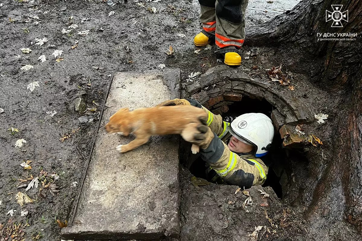 У Покрові рятувальники врятували трьох собак, які впали у відкритий люк