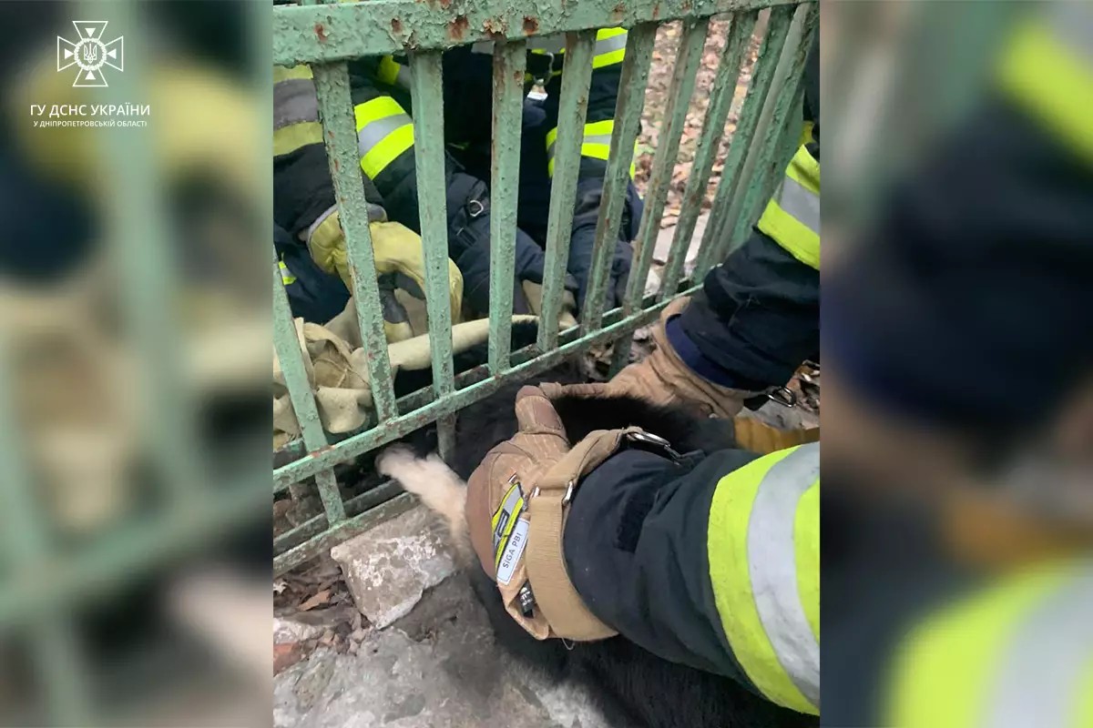 На Дніпропетровщині врятували собаку, яка застрягла у паркані на власному подвір'ї