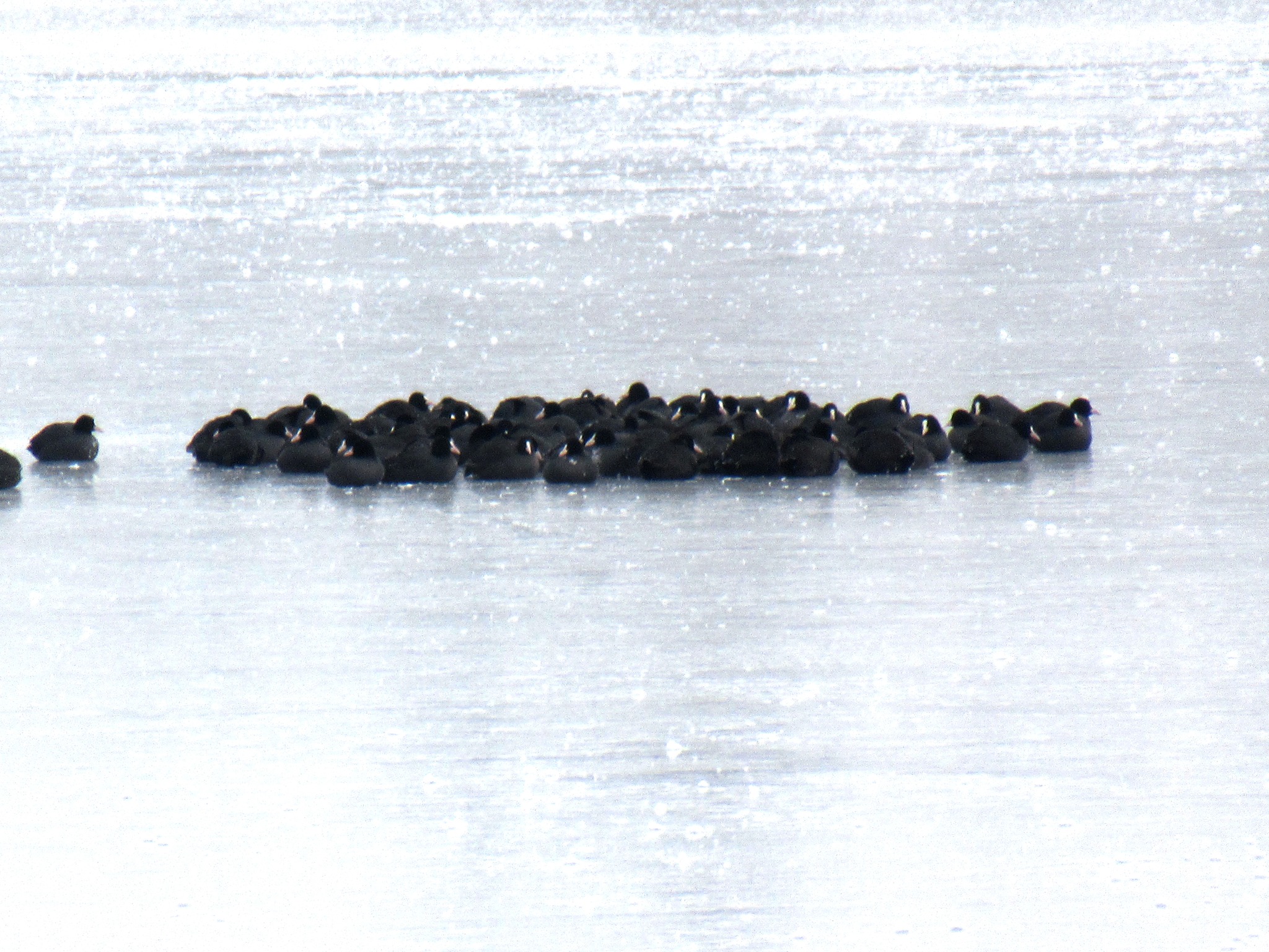 На Дніпропетровщині зграя лебедів примерзла до водойми